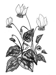 cyclamen