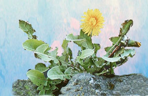 Dandelions