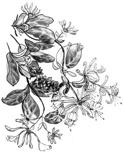 honeysuckle